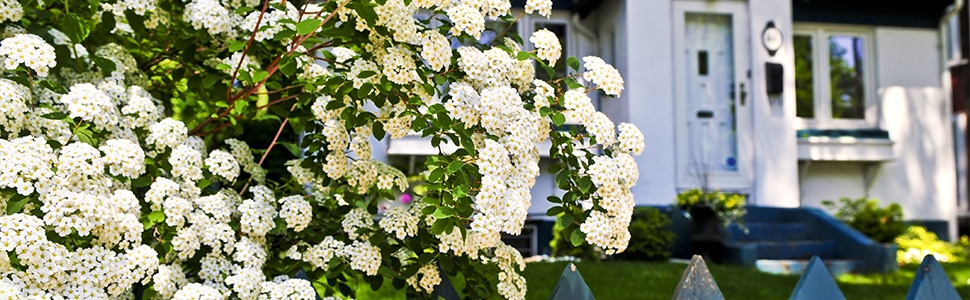 Cómo cuidar spireas: Guía completa para una floración vibrante