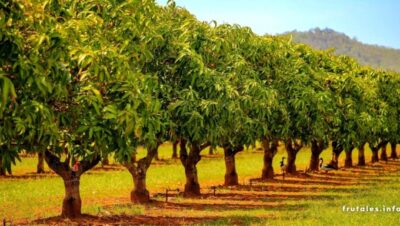 Cómo cuidar un árbol de magnolia: guía completa para un jardín perfecto