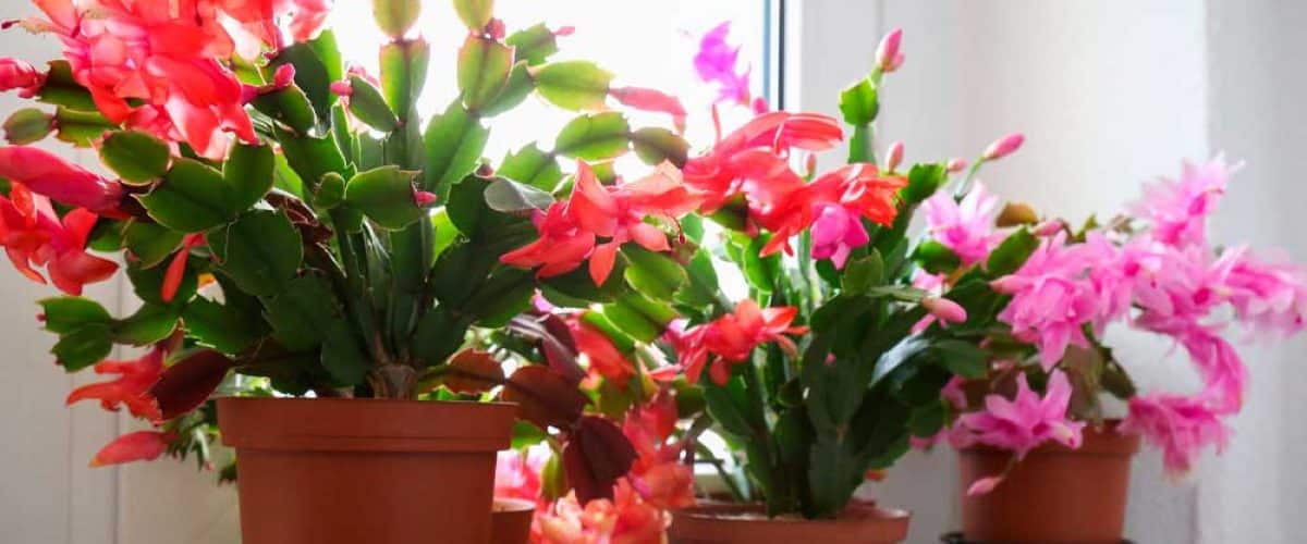 Cómo cuidar un cactus de Pascua: Guía para una floración primaveral