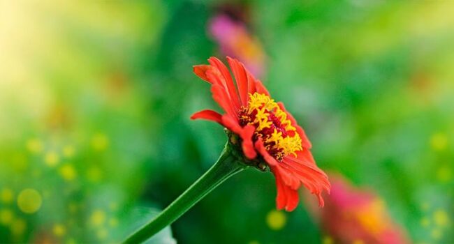 Cómo cuidar una azucena de Pascua en interiores: Guía completa para una floración duradera