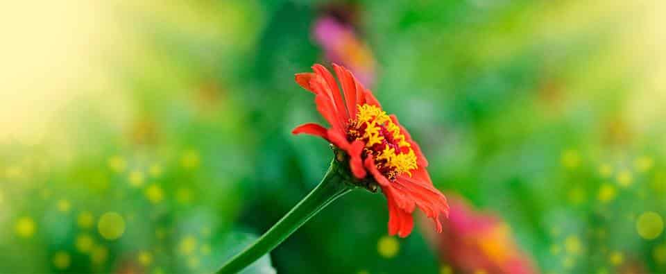 Cómo cuidar una azucena de Pascua en interiores: Guía completa para una floración duradera