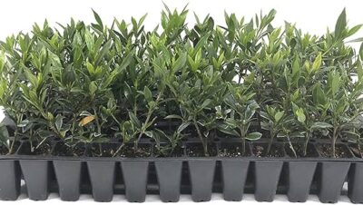 Cómo cuidar una gardenia: Guía completa para floración abundante