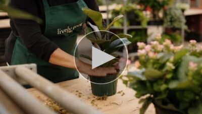 Cómo cuidar una palmera cola de caballo: guía completa para principiantes