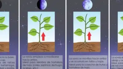 como cuidar una planta de lunares guia completa