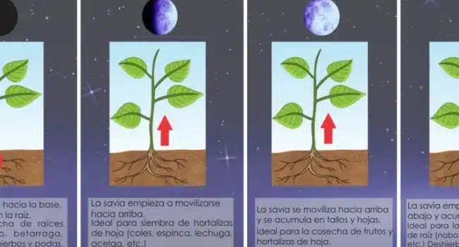 como cuidar una planta de lunares guia completa