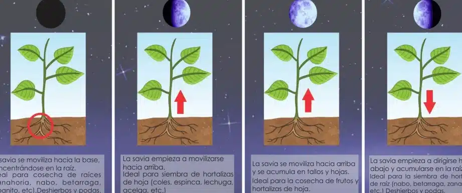 como cuidar una planta de lunares guia completa