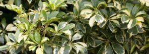 como cuidar una schefflera guia completa para plantas sanas y hermosas