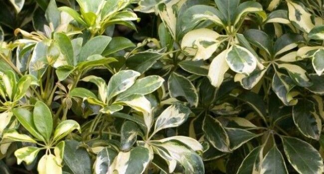 como cuidar una schefflera guia completa para plantas sanas y hermosas