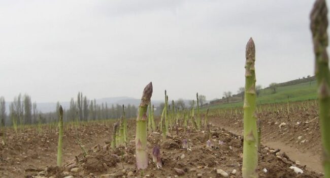 como cuidar y cultivar la esparraguera una guia completa