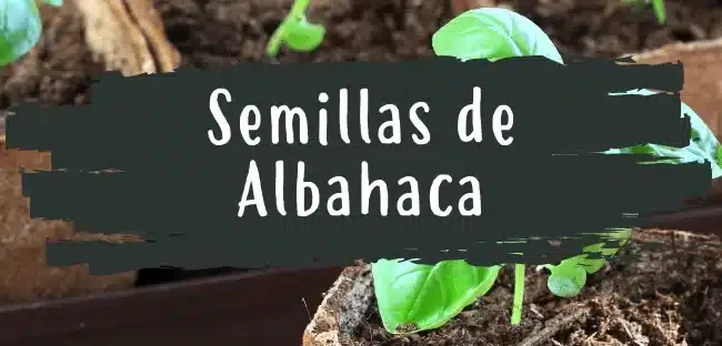 como cultivar albahaca al aire libre guia completa para principiantes