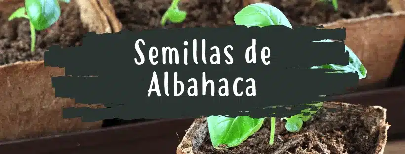 como cultivar albahaca al aire libre guia completa para principiantes