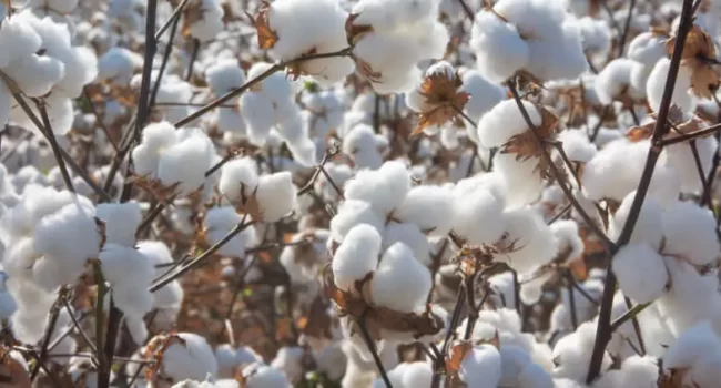 como cultivar algodon desde la semilla guia paso a paso