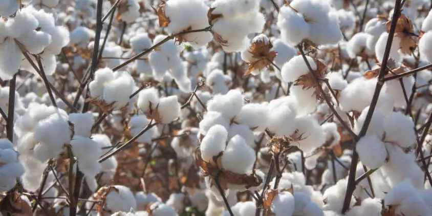 como cultivar algodon desde la semilla guia paso a paso