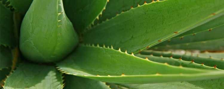 como cultivar aloe vera guia completa para principiantes