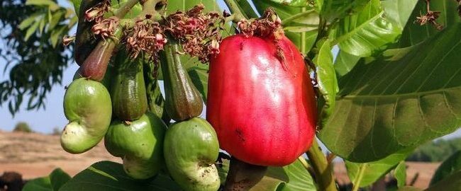 como cultivar anacardos guia completa para principiantes