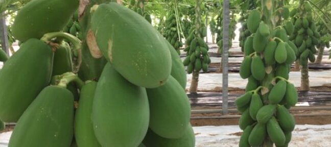 como cultivar arboles de papaya guia completa para obtener fruta