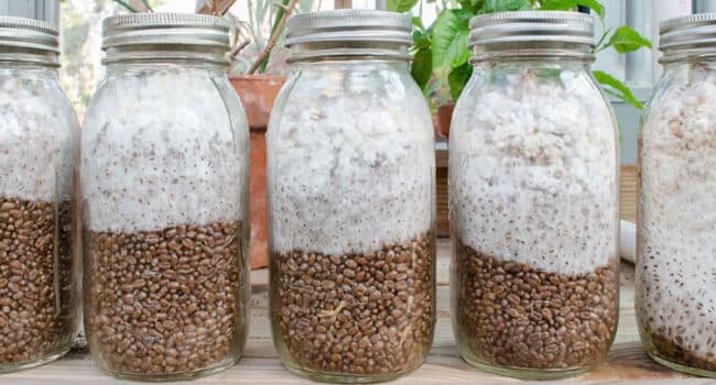 como cultivar avena guia paso a paso para un grano saludable en casa