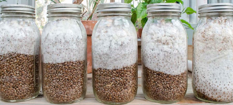 como cultivar avena guia paso a paso para un grano saludable en casa