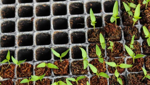 como cultivar calabazas en macetas guia completa para un jardin abundante