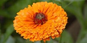 como cultivar calendulas en macetas guia completa para principiantes