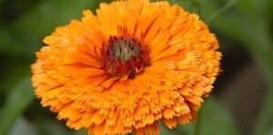 como cultivar calendulas guia completa para sembrar y cuidar