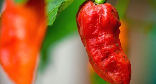 como cultivar chiles fantasma guia completa para obtener bhut jolokia