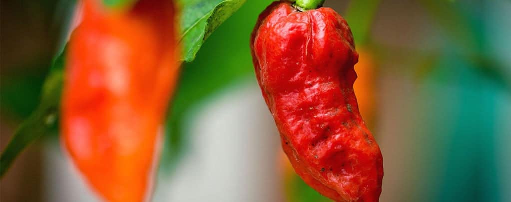 como cultivar chiles fantasma guia completa para obtener bhut jolokia