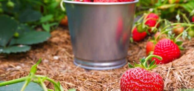 como cultivar fresas dulces y deliciosas en tu jardin guia completa