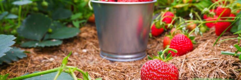 como cultivar fresas dulces y deliciosas en tu jardin guia completa