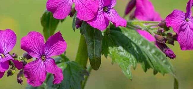 como cultivar la lunaria la planta de dinero que crece facilmente