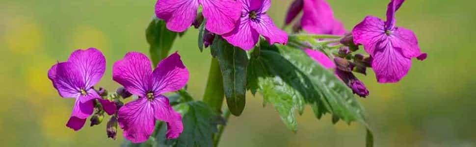 como cultivar la lunaria la planta de dinero que crece facilmente