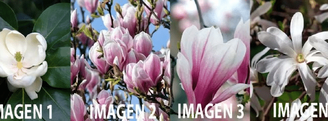 como cultivar magnolia a partir de semillas guia paso a paso