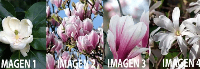 como cultivar magnolia a partir de semillas guia paso a paso