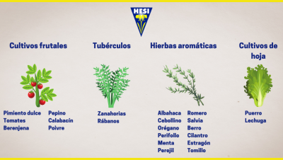 como cultivar menta en interior guia completa para principiantes