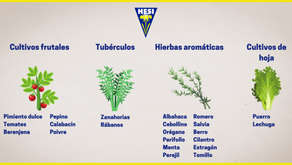 como cultivar menta en interior guia completa para principiantes