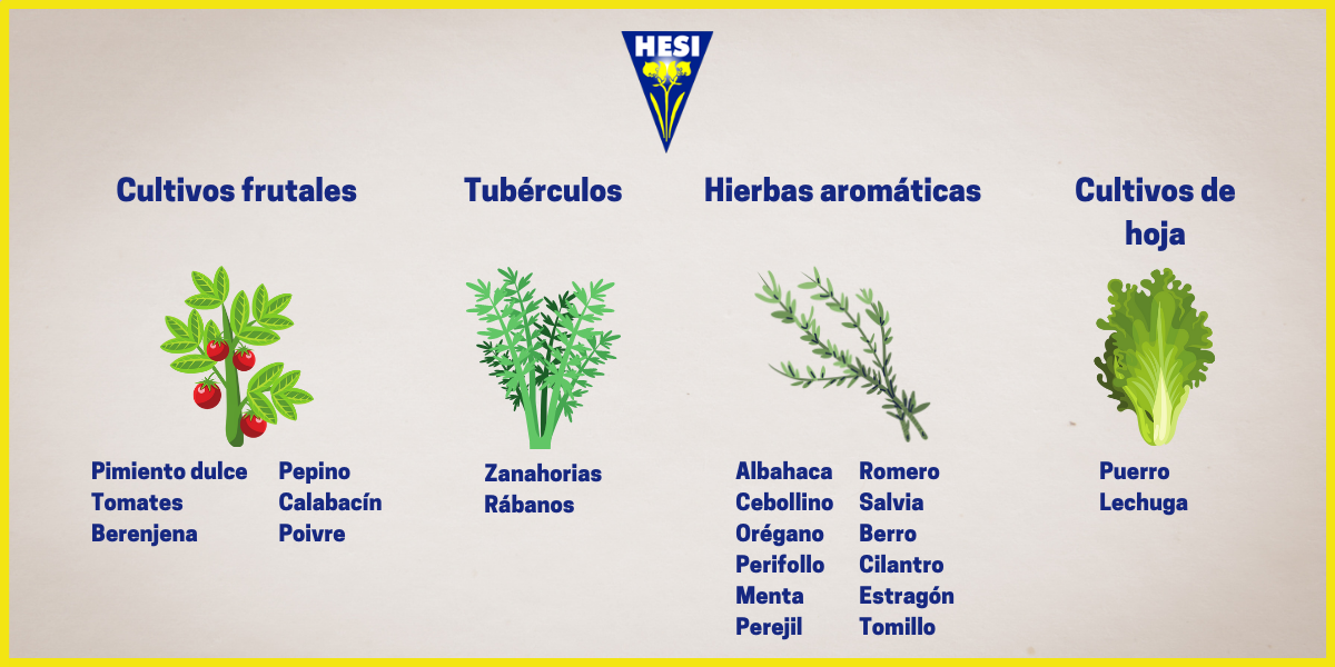 como cultivar menta en interior guia completa para principiantes