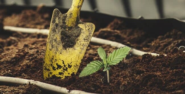 Cómo Cultivar Ortigas: Guía Definitiva para un Jardín Saludable