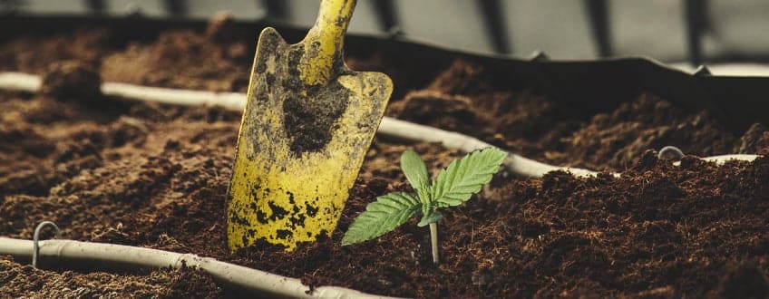 Cómo Cultivar Ortigas: Guía Definitiva para un Jardín Saludable