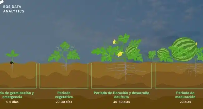 como cultivar sandias sin semillas guia paso a paso