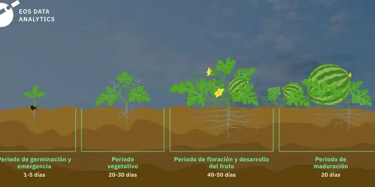 como cultivar sandias sin semillas guia paso a paso