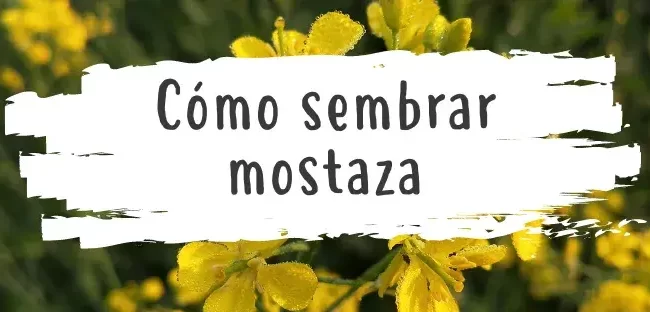 Cómo cultivar semillas de mostaza: Guía completa para principiantes