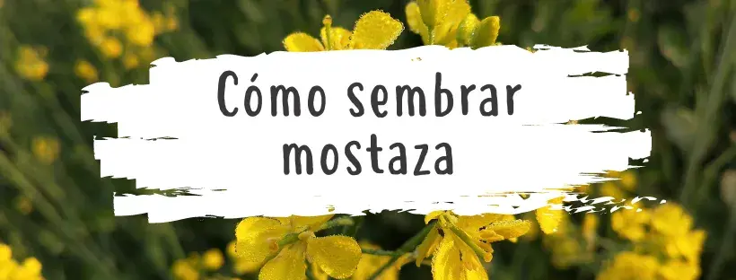 Cómo cultivar semillas de mostaza: Guía completa para principiantes