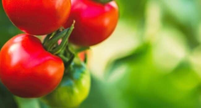 como cultivar tomates gigantes guia completa para obtener frutos enormes