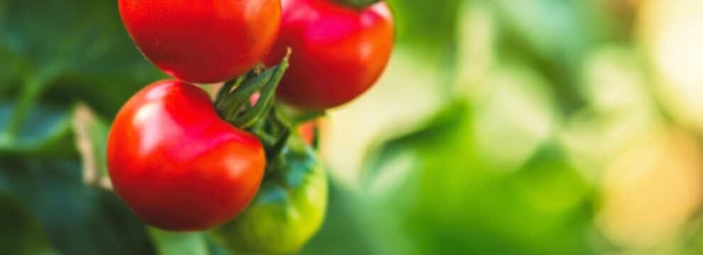 como cultivar tomates gigantes guia completa para obtener frutos enormes