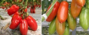 como cultivar tomates san marzano guia completa para un jardin italiano