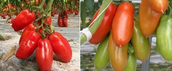 como cultivar tomates san marzano guia completa para un jardin italiano