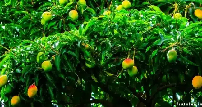 como cultivar un arbol de mango en casa guia completa para climas tropicales y subtropicales