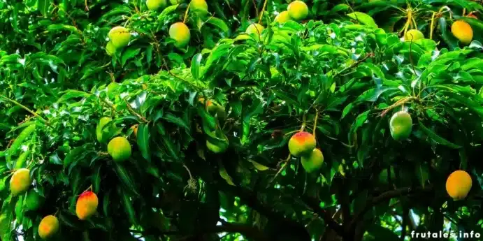 como cultivar un arbol de mango en casa guia completa para climas tropicales y subtropicales