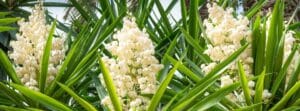 como cultivar yucca a partir de semillas guia completa para jardineros