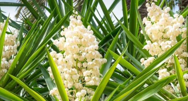 como cultivar yucca a partir de semillas guia completa para jardineros